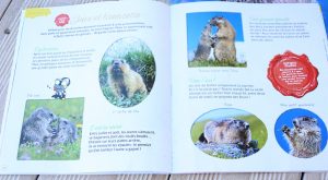 Marmottes magazine