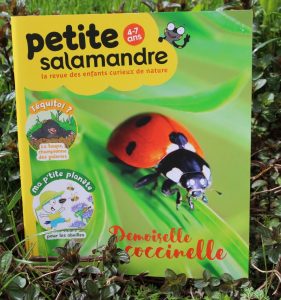 Coccinelle-Salamandre