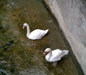 Cygne