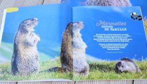 Marmottes